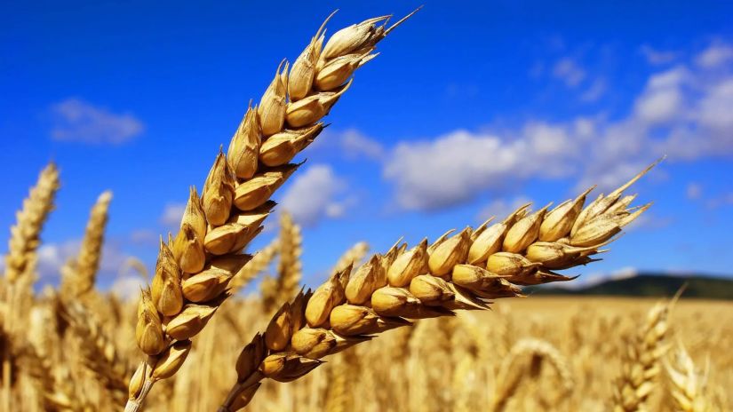 ხორბალი