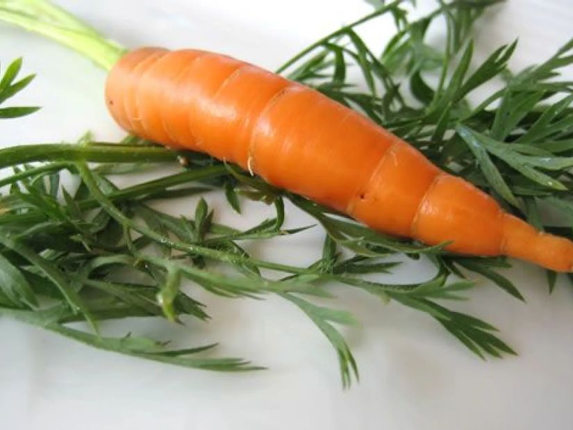 სტაფილო