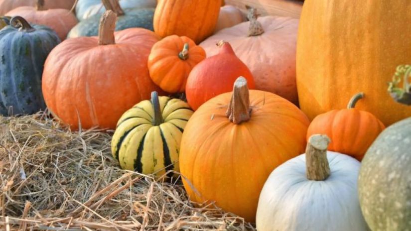 გოგრა გოგრა