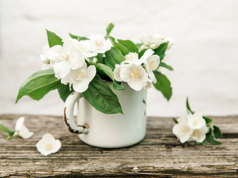 ჟასმინი