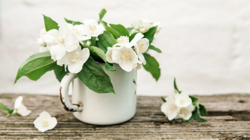 ჟასმინი