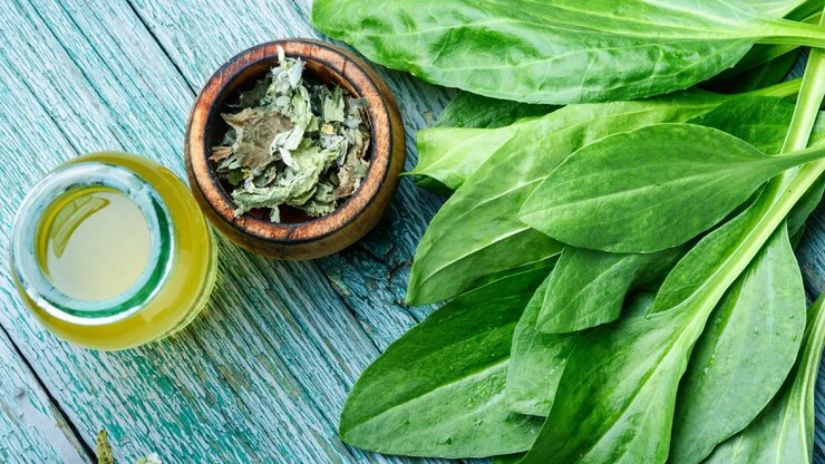 მრავალძარღვა