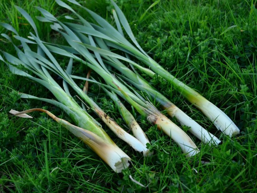 პრასი