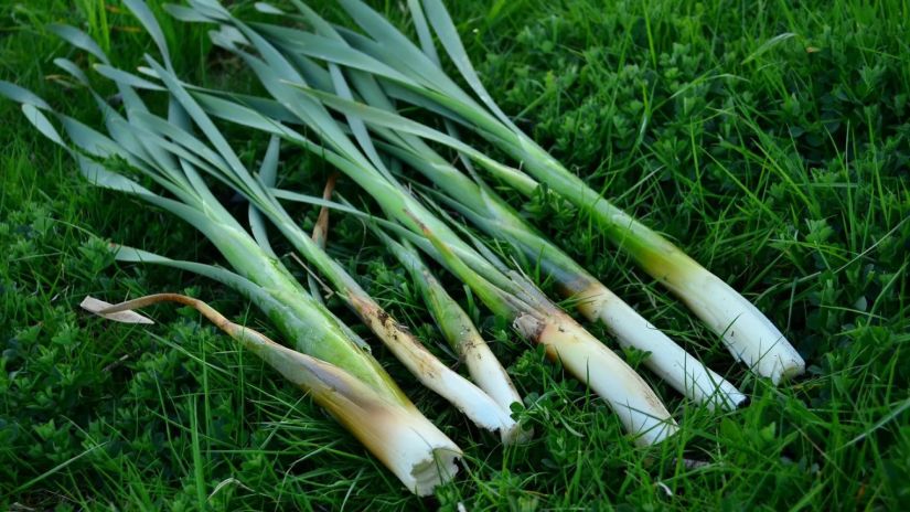პრასი