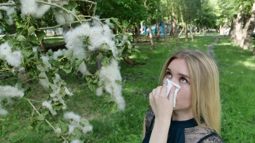 ალერგია